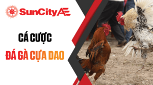 Đá gà cựa dao tại SUNCITY