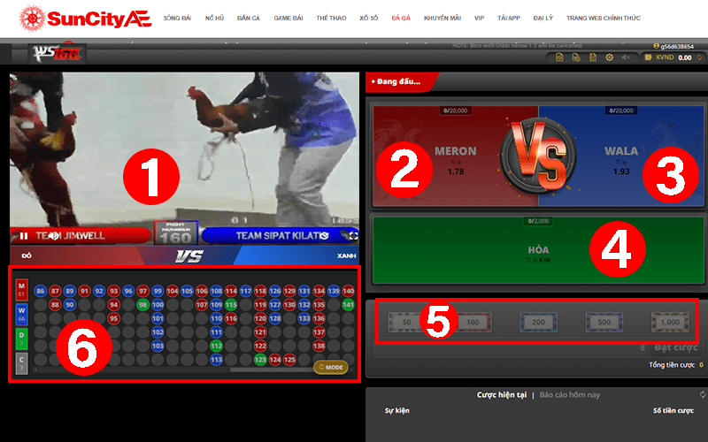 Giao diện cá cược đá gà cựa dao tại SUNCITY